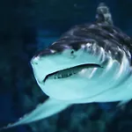 - Tiefgarage Und Parkplatz Inklusive アパート *