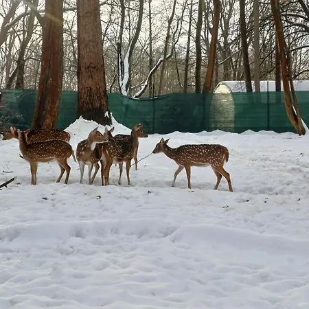 アパート - Tiefgarage Und Parkplatz Inklusive オーバーホーフ