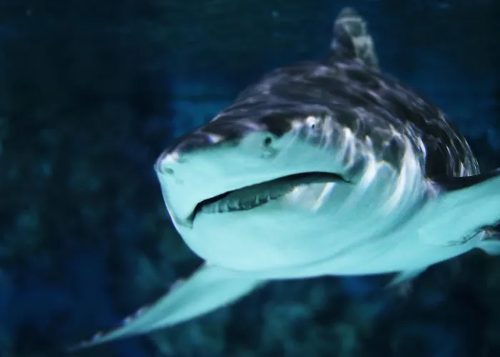 - Tiefgarage Und Parkplatz Inklusive アパート *